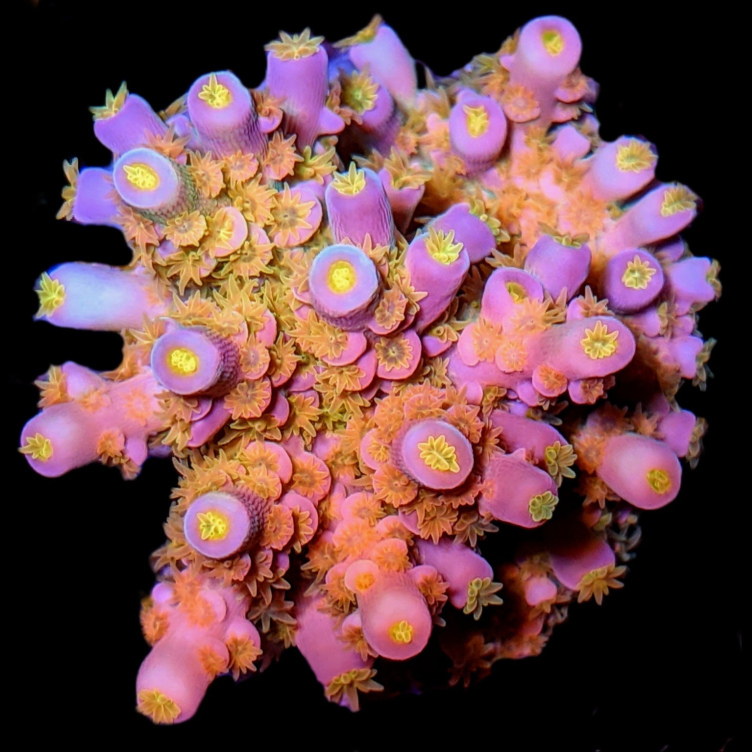 WYSIWYG Coral Collections
